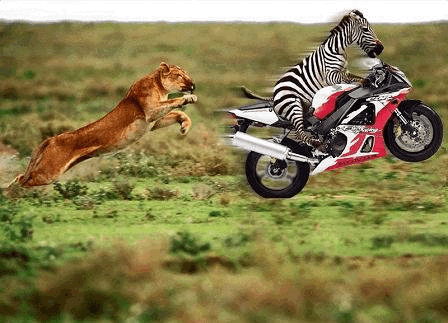 zebra lion.jpeg.gif